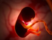 A 3D rendering of a baby developing in the womb. It has all its limbs and is suspended by an umbilical cord.