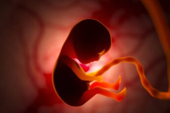 A 3D rendering of a baby developing in the womb. It has all its limbs and is suspended by an umbilical cord.