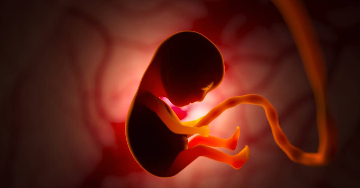 A 3D rendering of a baby developing in the womb. It has all its limbs and is suspended by an umbilical cord.