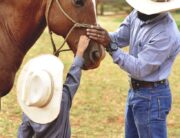 A man and a child, both wearing cowboy hats, gently petting the snout of a brown horse with a bridle on.